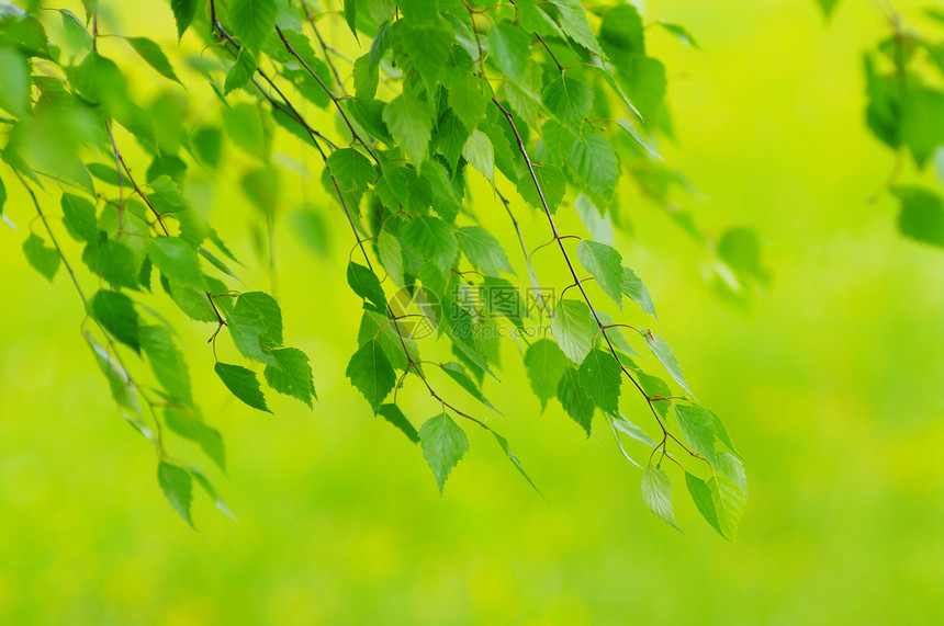 叶子植物环境树叶脆弱性公园天空树木植物群生活花园图片