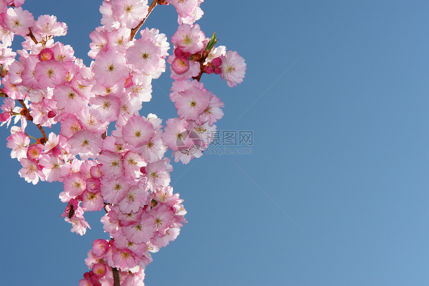 粉红树蓝色草地生长农业植物园叶子花瓣文化支撑树枝图片