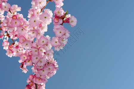 接穗粉红树蓝色草地生长农业植物园叶子花瓣文化支撑树枝背景