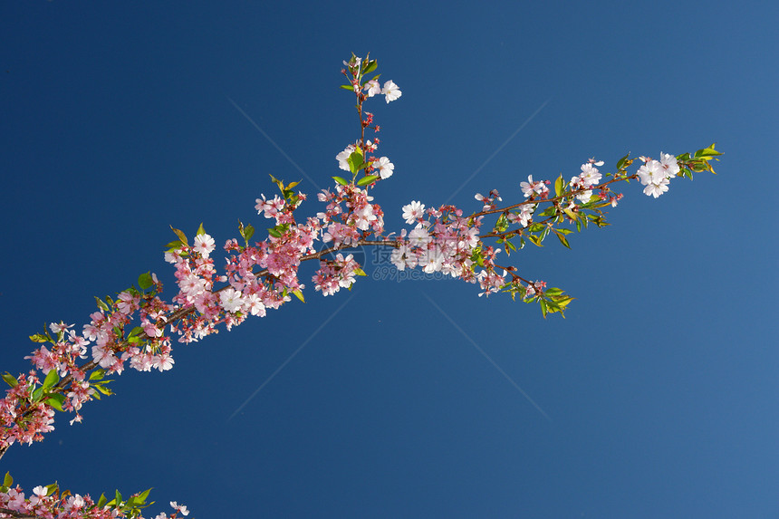 粉红树园艺草地农业支撑接穗花园公园蓝色天空生长图片