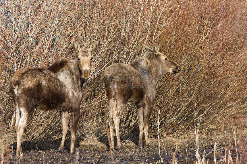 Moose Cow和Calf 萨斯喀彻温加拿大公园场地树木鹿角驼鹿游戏棕色毛皮驯鹿乡村图片