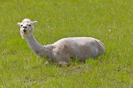 沙发骆驼动物羊毛羊驼白色背景图片
