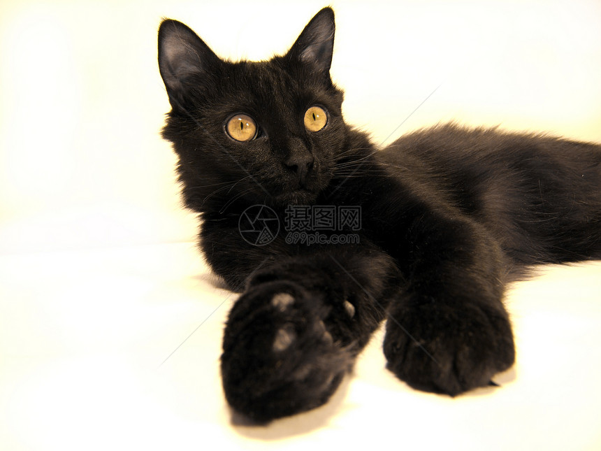 家猫猫科晶须脊椎动物黑色小猫宠物毛皮家畜白色哺乳动物图片