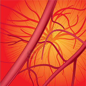 血液血系统红色插图保健医疗血管循环医学人体绘画器官背景图片