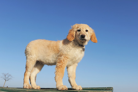 小狗 hovawart金发犬类宠物婴儿动物天空蓝色背景图片