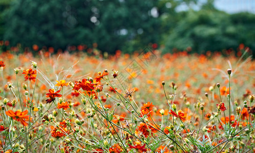 橙花花花园园艺植物群草地公园橙子植物高清图片
