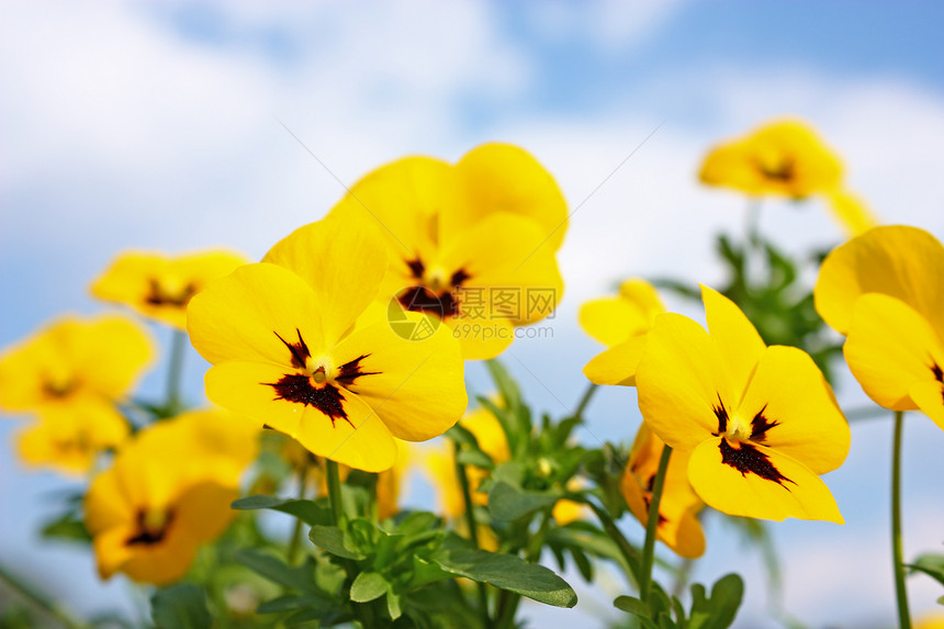 兵团树叶叶子植物中提琴花瓣紫丁香蓝色黄色天空花园图片