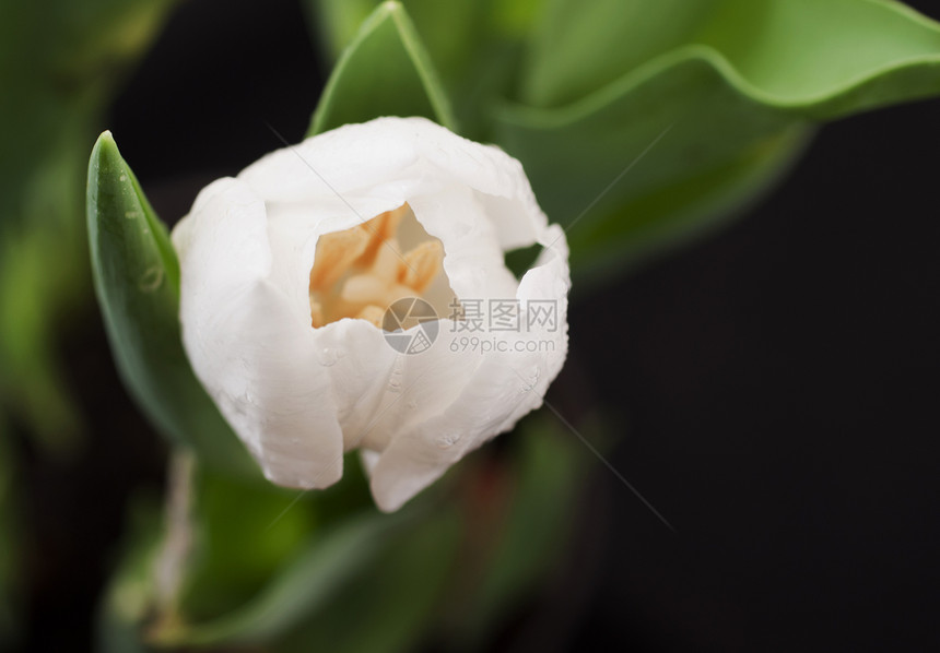 Tullip 郁金花瓣叶子白色展示植物黑色绿色妈妈们植物群花束图片