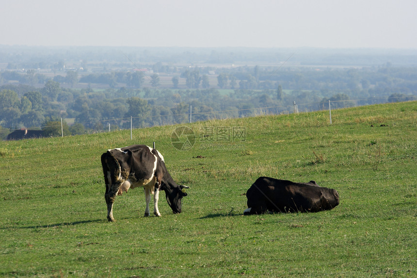 奶牛农村土地国家家畜牧场农场绿色动物乡村农田图片