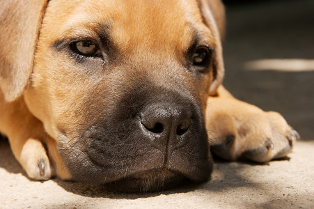 良种小狗狗鼻子棕色猎犬手表犬类花园眼睛小狗动物背景