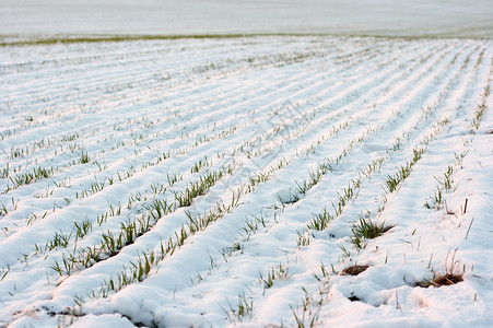 雪雪场生长草地粮食生活场地农田农村国家培育植物高清图片