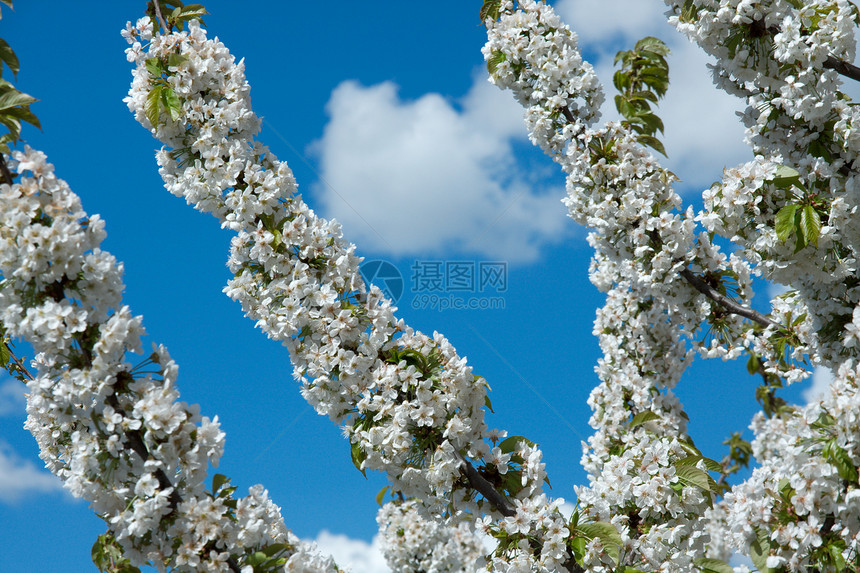 春花花生长天气花园生活公园白色植物粉色喜悦繁荣图片