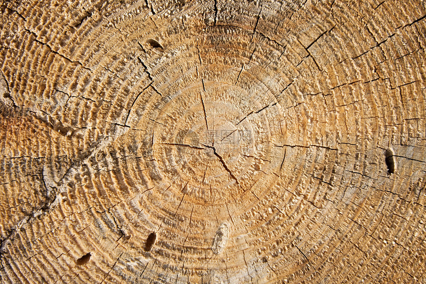 转轮戒指树干记录年标年度年轮材料生长日志木材图片