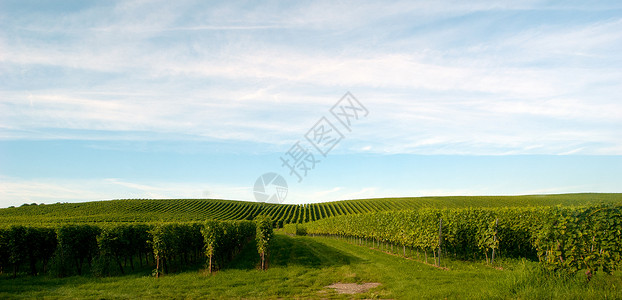 梅尔斯堡梅尔堡葡萄园葡萄自然保护区栽培阳光葡萄园藤蔓酿酒叶子植物天空背景