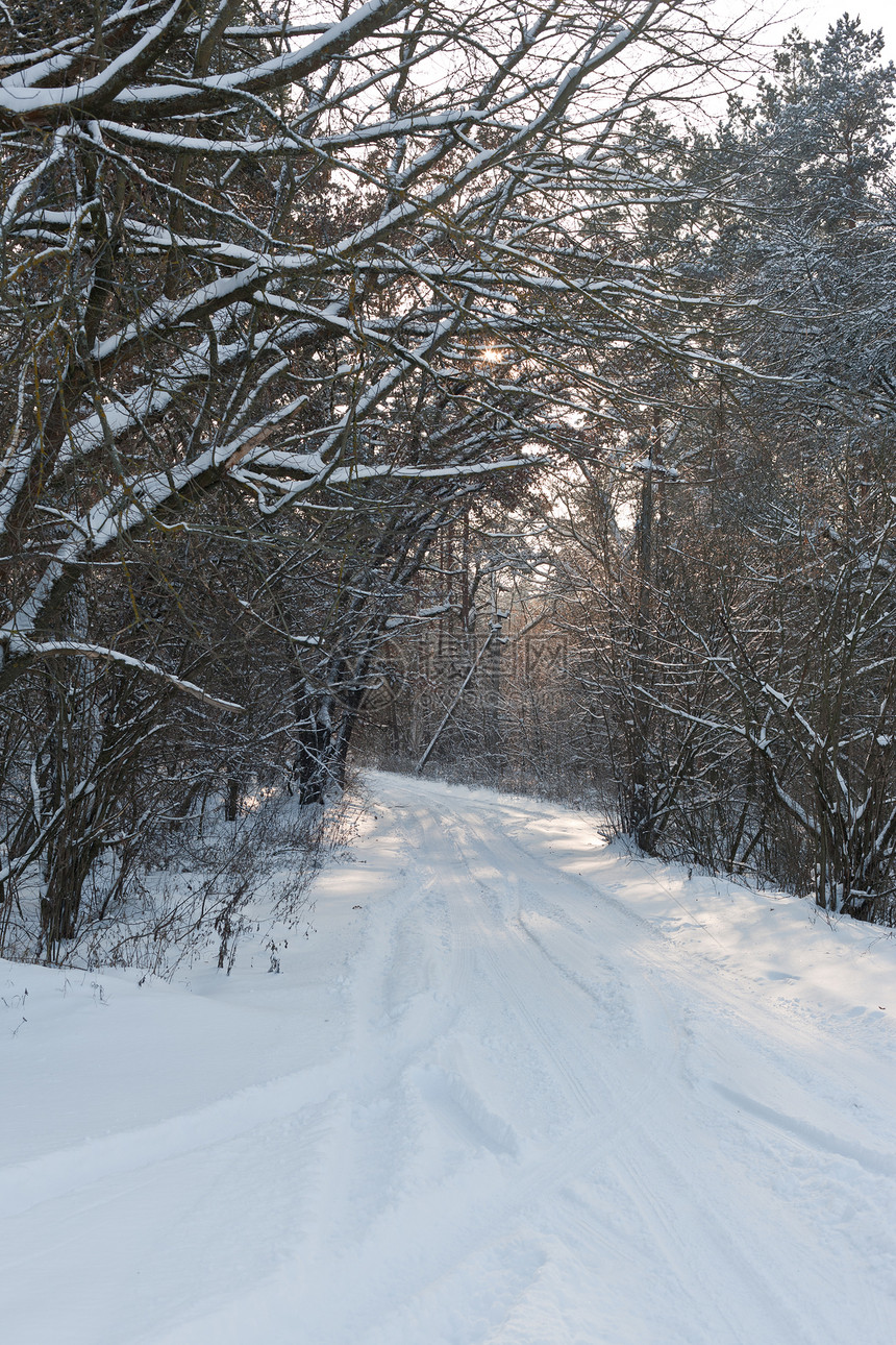 冬季风景森林季节白色图片