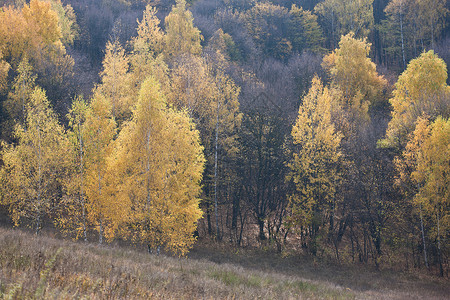 秋林黄色公园季节森林背景图片