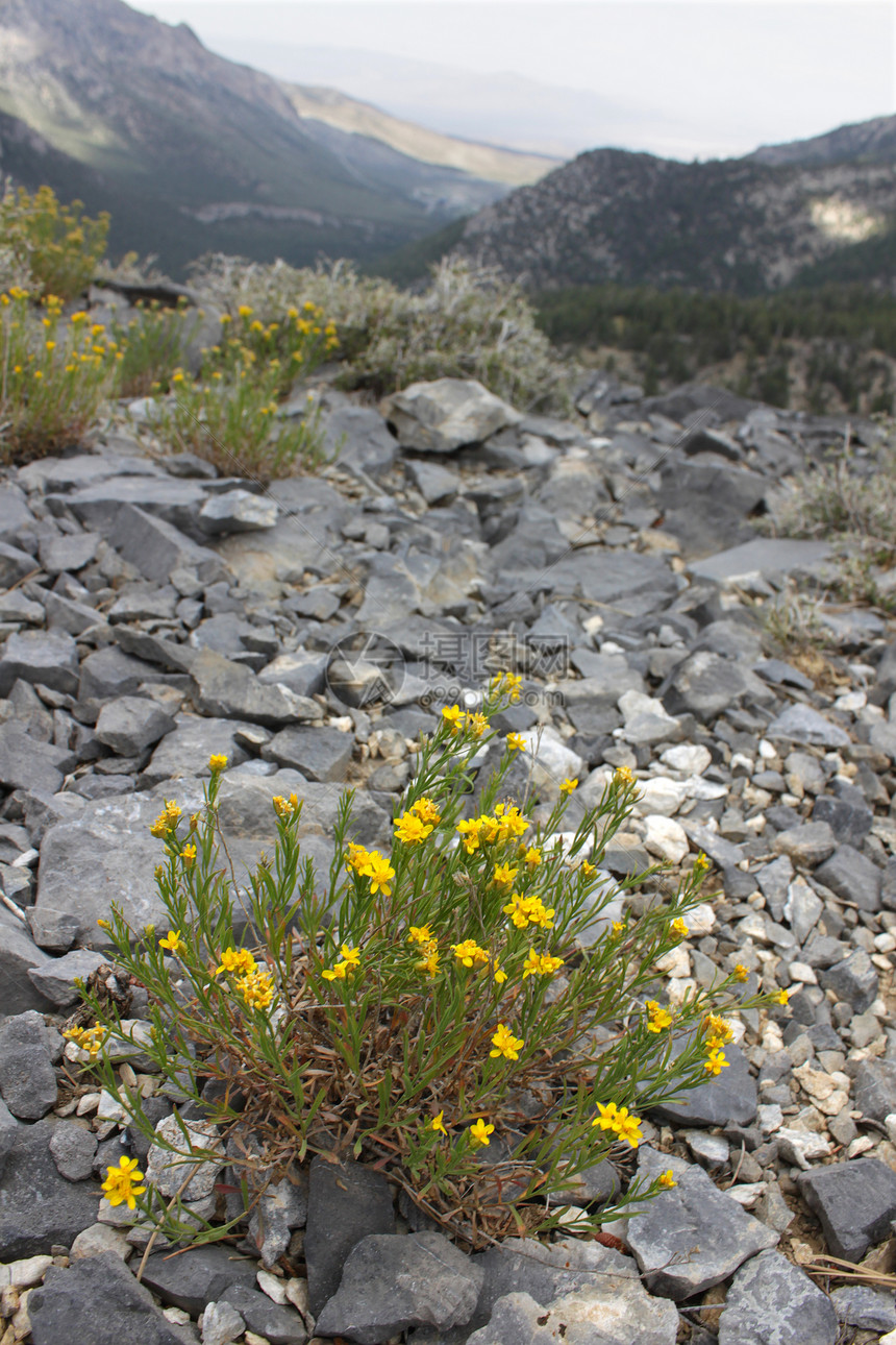 查尔斯顿山的鲜花环境栖息地植被娱乐山脉场景植物生态风景杂草图片