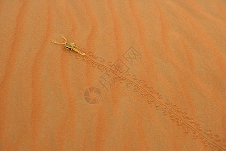 阿拉伯蝎子半岛干旱动物群危险荒野尾巴毒液钳子动物沙漠背景图片