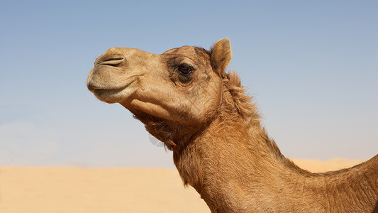 骆驼肖像沙丘空季旅行沙漠干旱高清图片