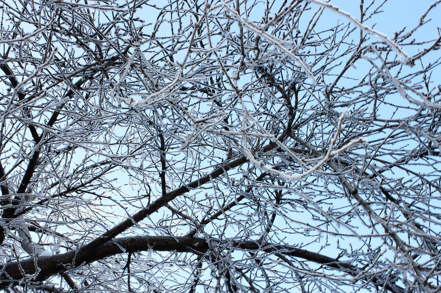 覆盖无冻霜的冬季树(4)图片