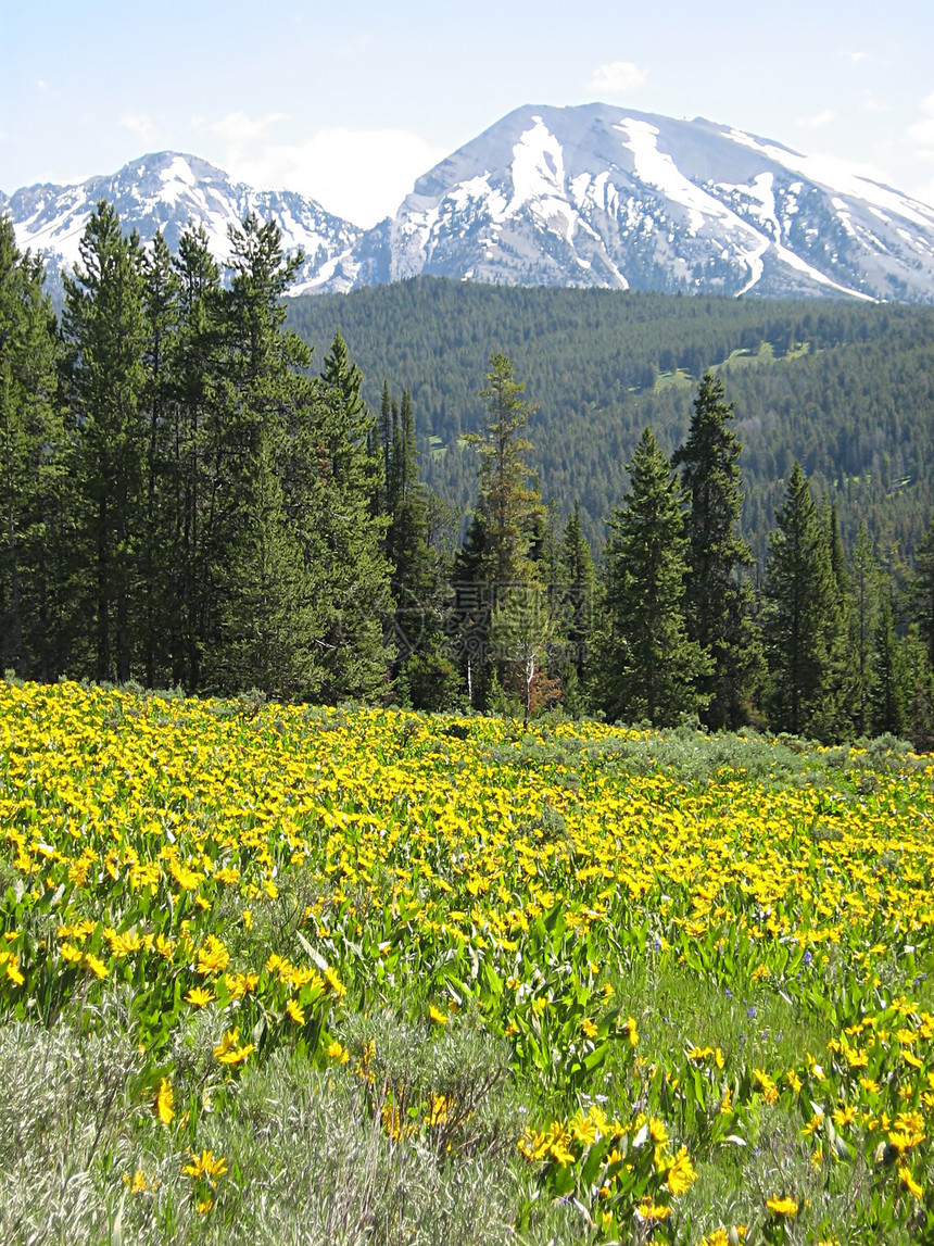 山地鲜花风景植物群林地花粉植物环境公园绿地植物学花瓣图片