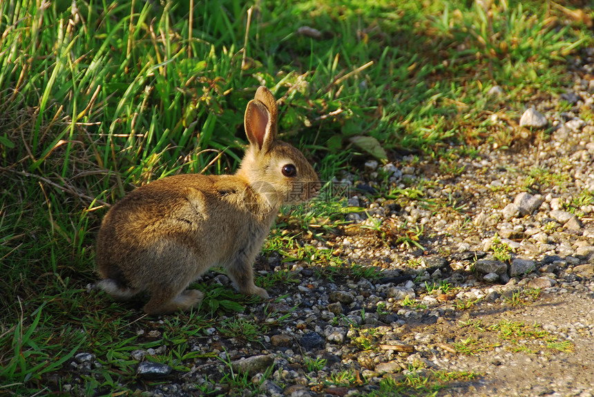 小母兔打猎野生动物动物草地毛皮哺乳动物荒野耳朵兔子野兔图片