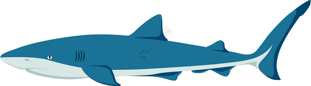 蓝色鲨鱼矢量鲨鱼插画