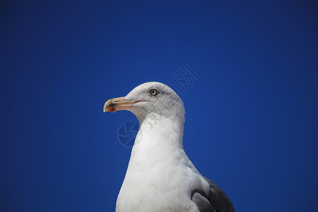 西海鸥背景图片