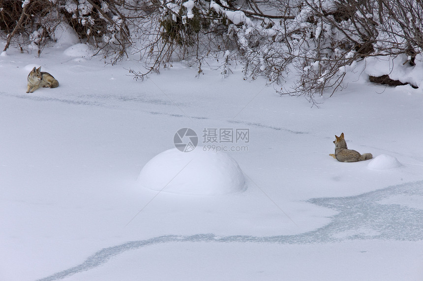 黄石公园怀俄明冬雪狼水池降雪喷泉蓝色沸腾旅行国家盆地土狼火山图片