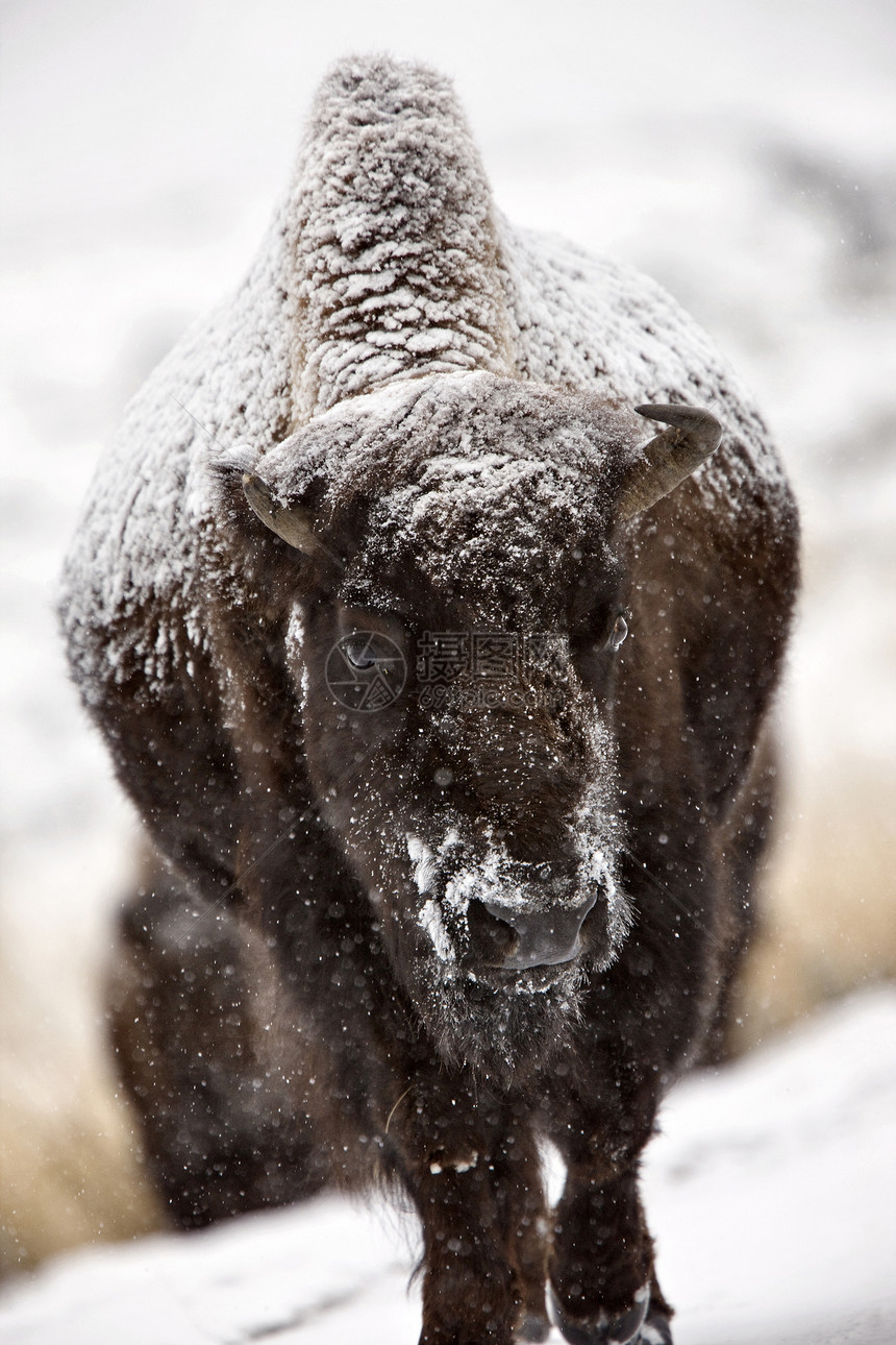 黄石公园野牛季节荒野公园眼睛动物棕色水牛哺乳动物国家图片