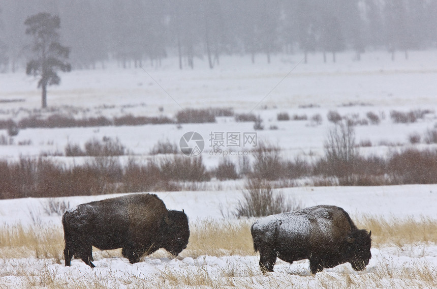 黄石公园棕色荒野头发公园国家季节哺乳动物野牛动物毛皮图片