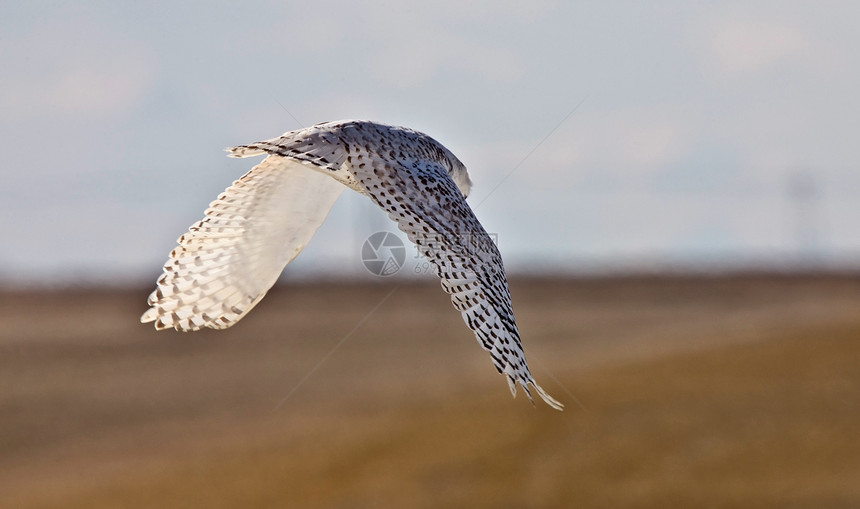 萨斯喀彻温加拿大荒野羽毛警报猎人猎物野生动物白色动物捕食者猫头鹰图片