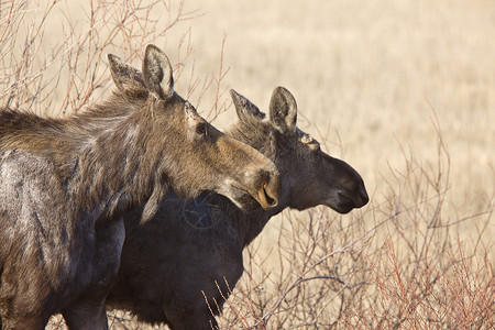 Moose Cow和Calf 萨斯喀彻温加拿大国家游戏毛皮麋鹿鹿角动物场地树木野生动物哺乳动物背景图片