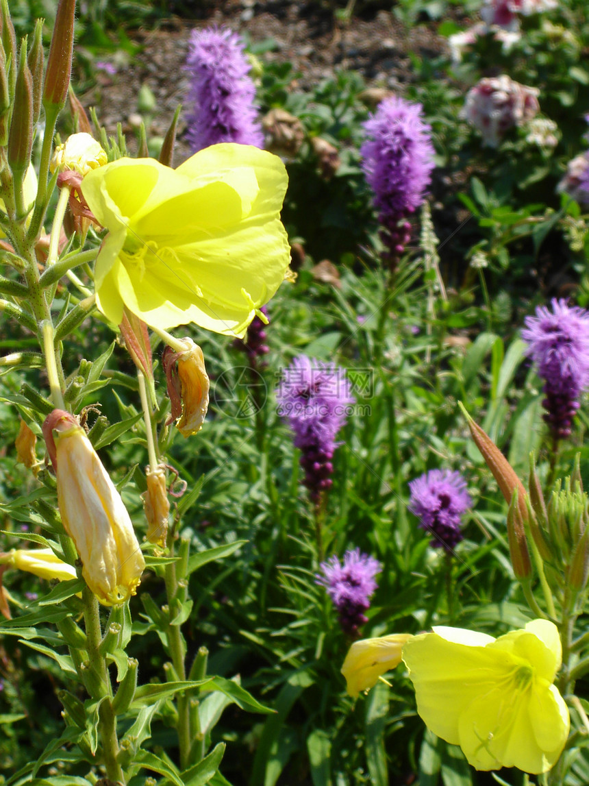 - 植物黄花和紫花图片