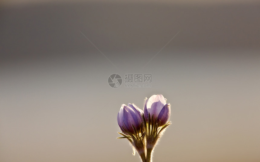 春时鳄花花花瓣紫色季节红花白色绿色花园植物群蓝色植物图片