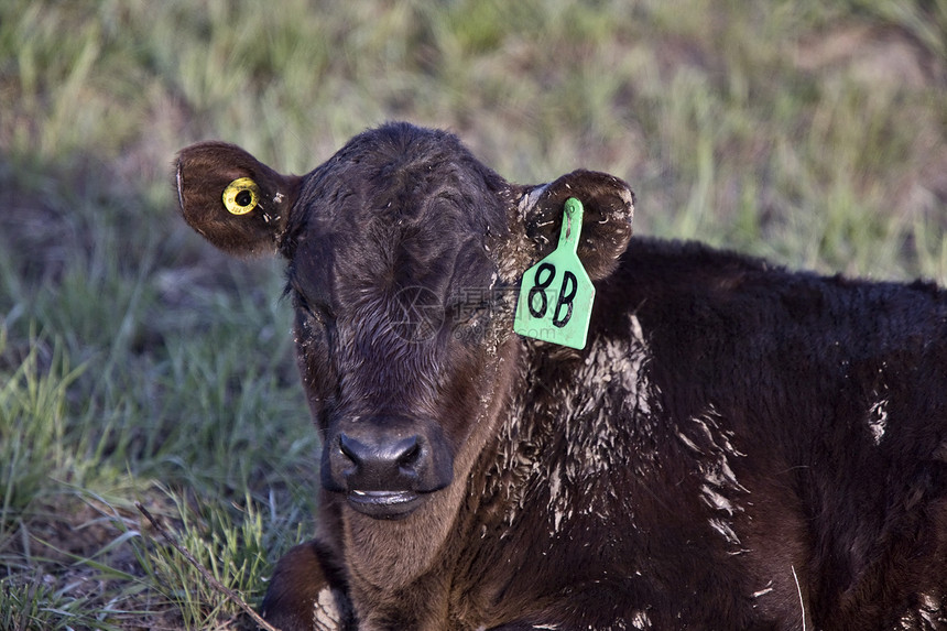 Cow Calf 新出生的加拿大图片