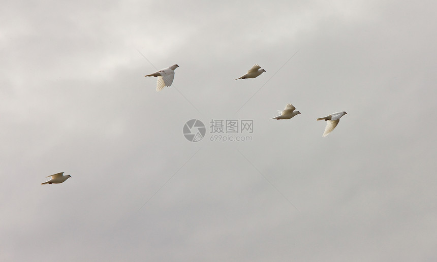 白鸽子邮件羽毛野生动物鸟类鸽子自由翅膀宗教天空图片