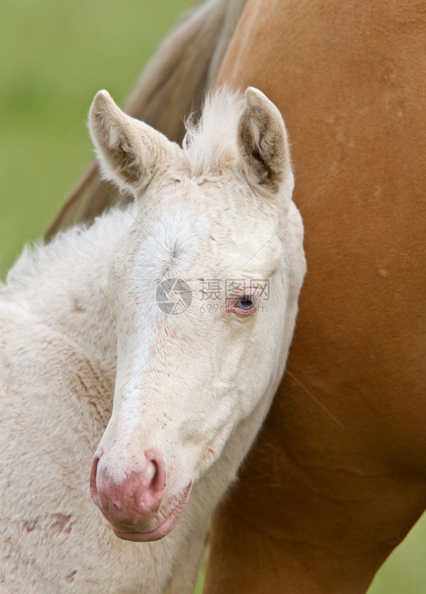 马和马良种哺乳动物场地骑师跑步农场母亲女儿速度运动图片