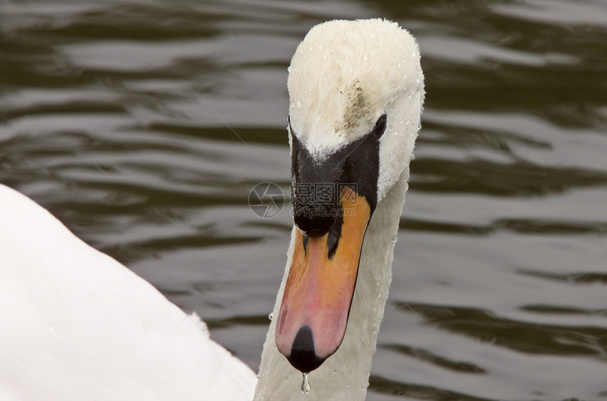 静静天鹅特写动物群动物白色游泳野生动物自然图片