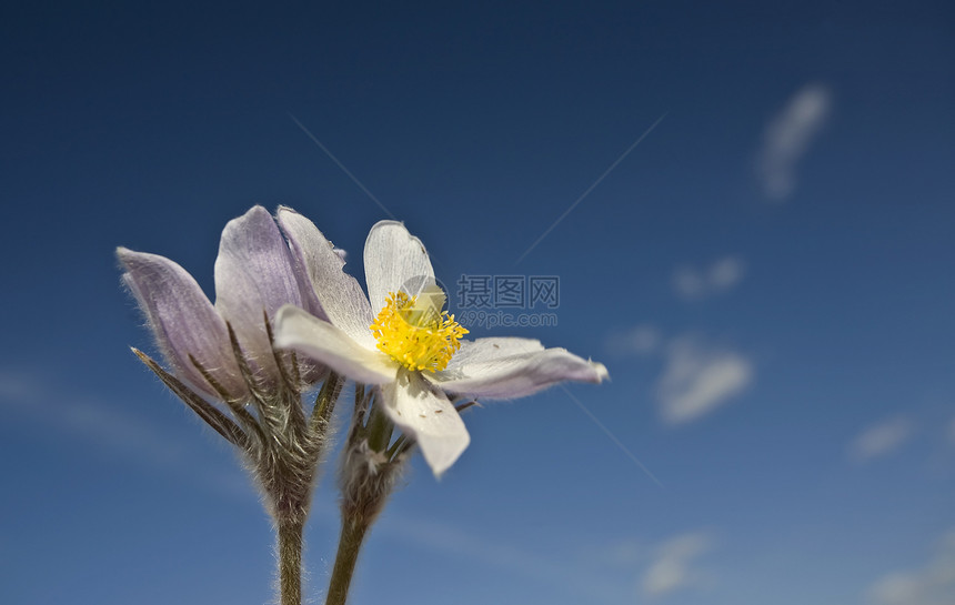 春时鳄花花白色蓝色绿色红花花瓣紫色植物植物群季节花园图片