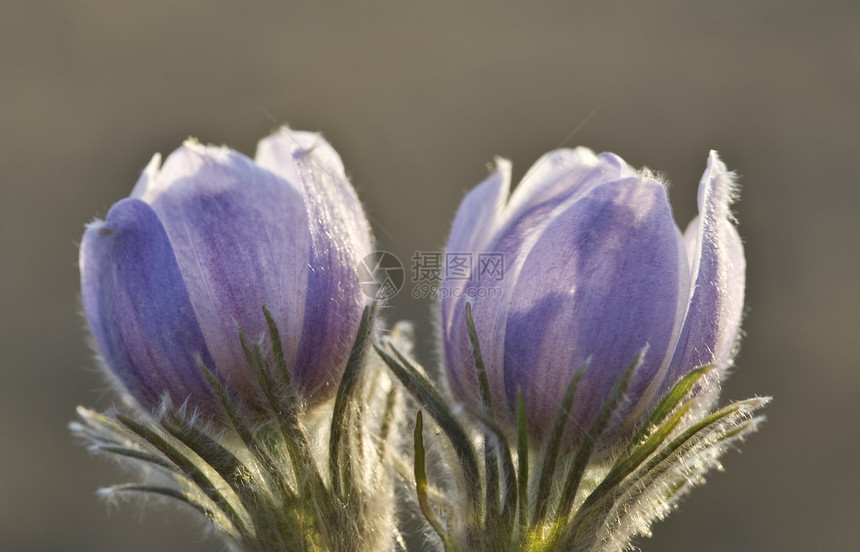 春时鳄花花紫色蓝色花瓣花园植物群植物红花绿色白色季节图片