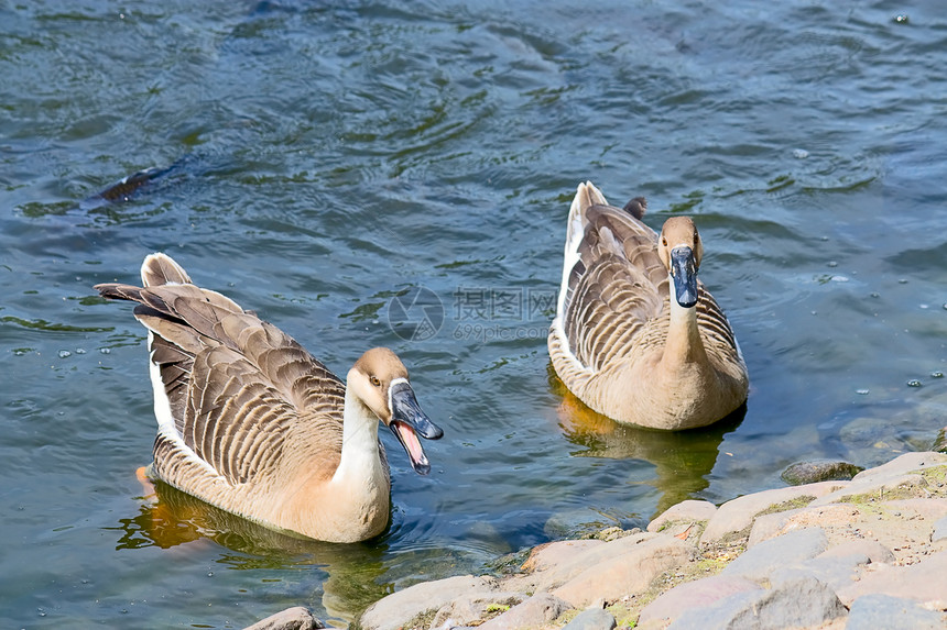 两只鹅动物园天鹅濒危物种池塘候鸟水库海滩自然保护动物图片