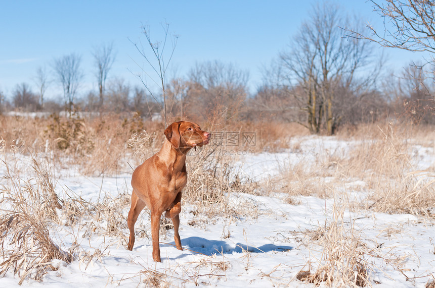 Vizsla狗(匈牙利指针)指向雪地图片