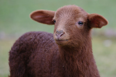山羊东面农业白色健康农场动物棕色羊毛背景图片