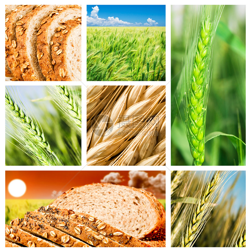 小麦和小麦产品的拼凑面包团体早餐麦田谷物面团粮食农业碳水美食图片