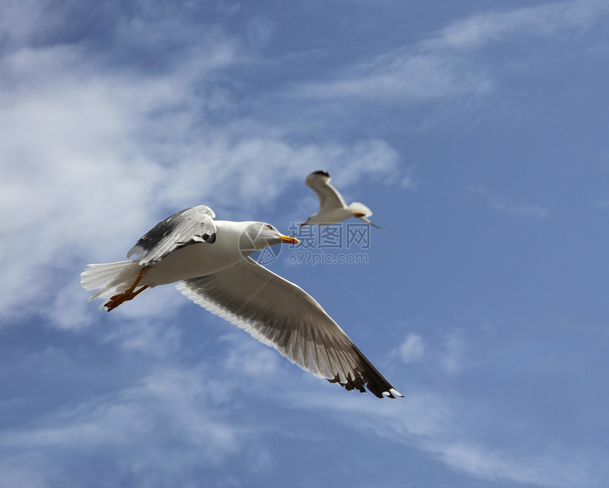 飞翔的海鸥海鸟飞行翅膀动物银鸥天空蓝色荒野野生动物图片