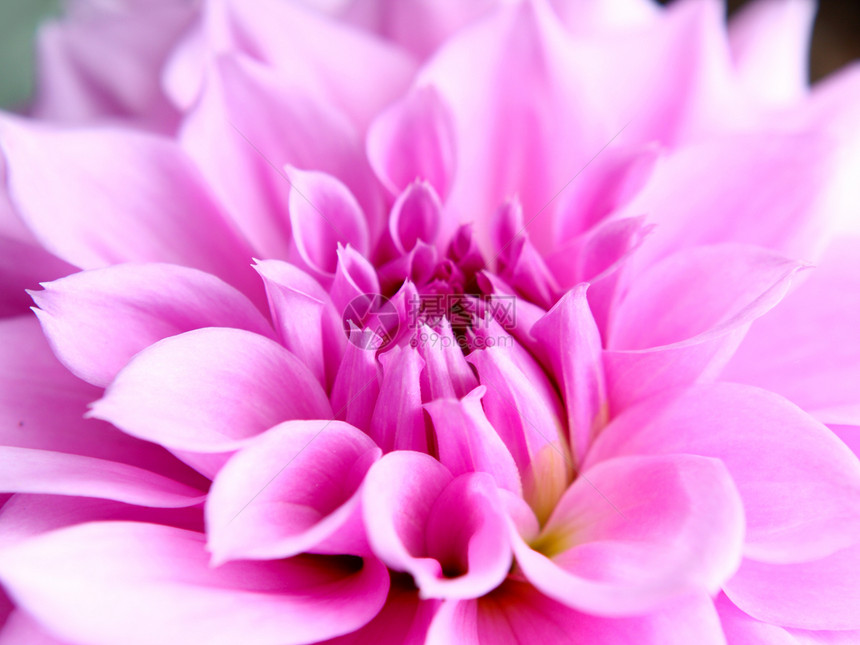 美丽的粉红莲花 紧贴的花朵图片