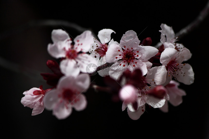 冬樱桃花樱桃花樱桃冬花白色樱花植物锯齿花朵粉红色图片