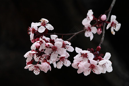 冬樱桃花植物白色锯齿樱桃花冬花樱桃花朵樱花粉红色背景图片