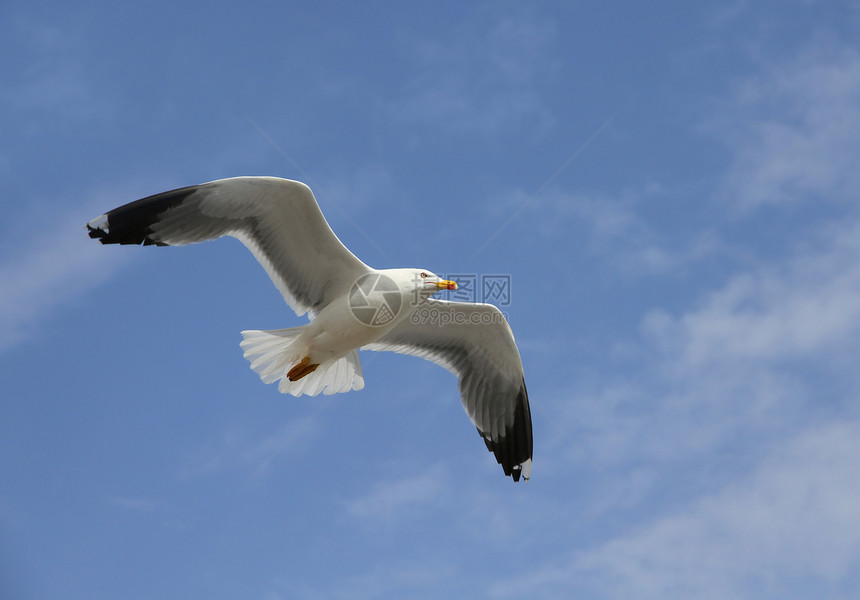 飞翔的海鸥翅膀荒野飞行银鸥天空蓝色海鸟野生动物动物图片